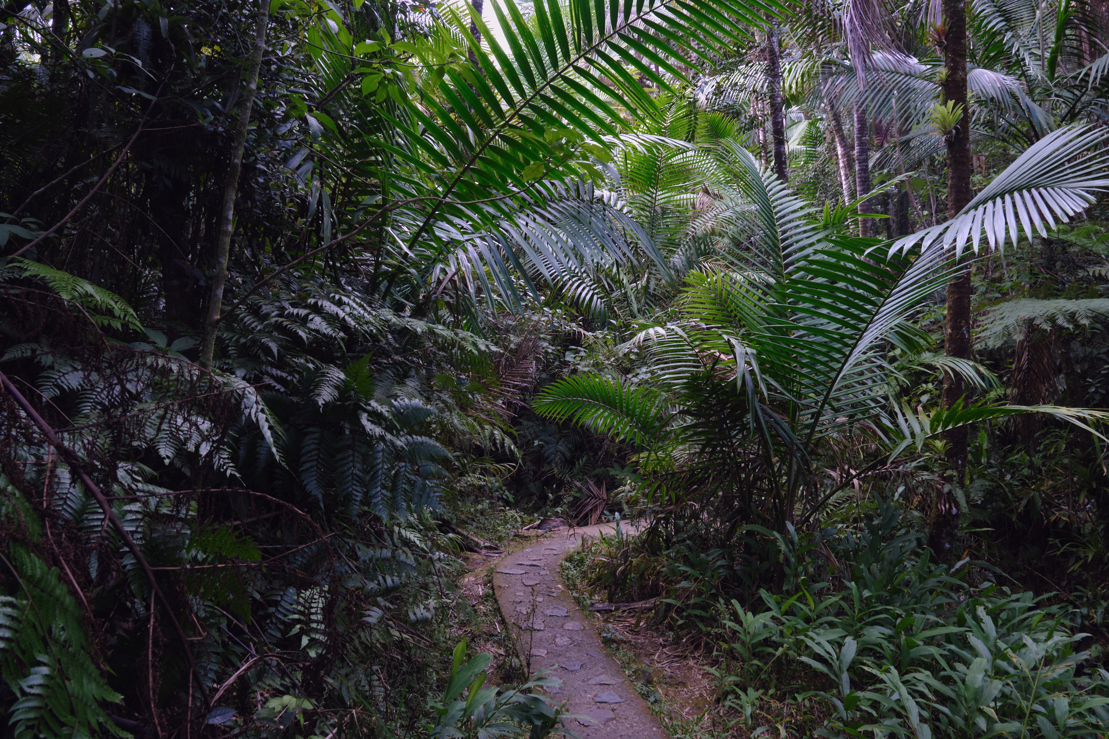 Puerto Rico photography - Tropical paradise with vibrant culture and stunning coastlines. Photo 4 of 16 showcasing Nature scenery and landscapes.