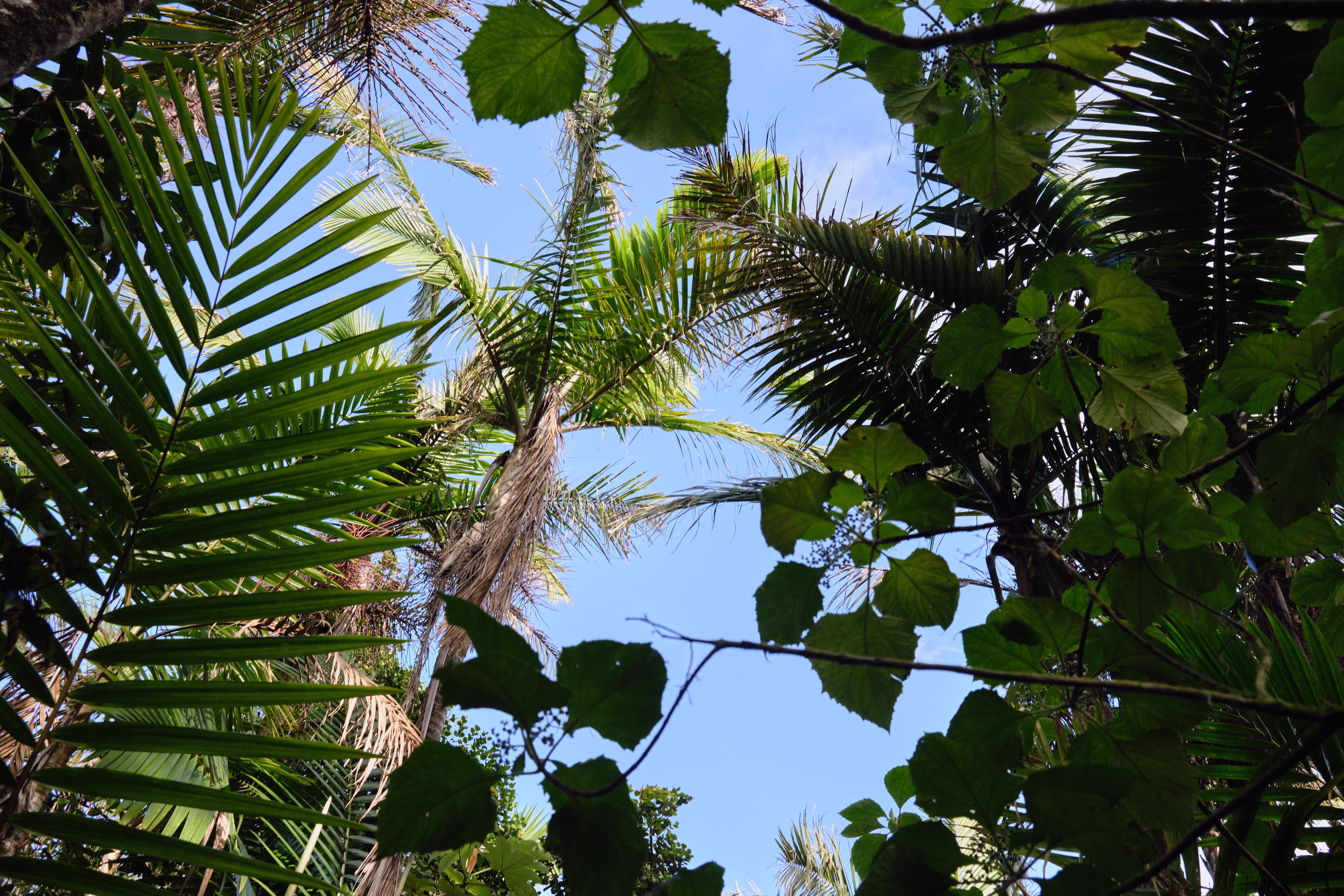 Puerto Rico photography - Tropical paradise with vibrant culture and stunning coastlines. Photo 9 of 16 showcasing Nature scenery and landscapes.